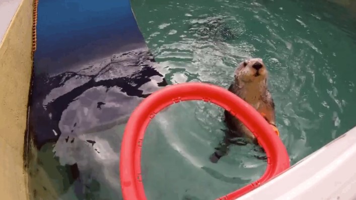 Eddie, The Dunking Otter At The Oregon Zoo, Has Passed Away
